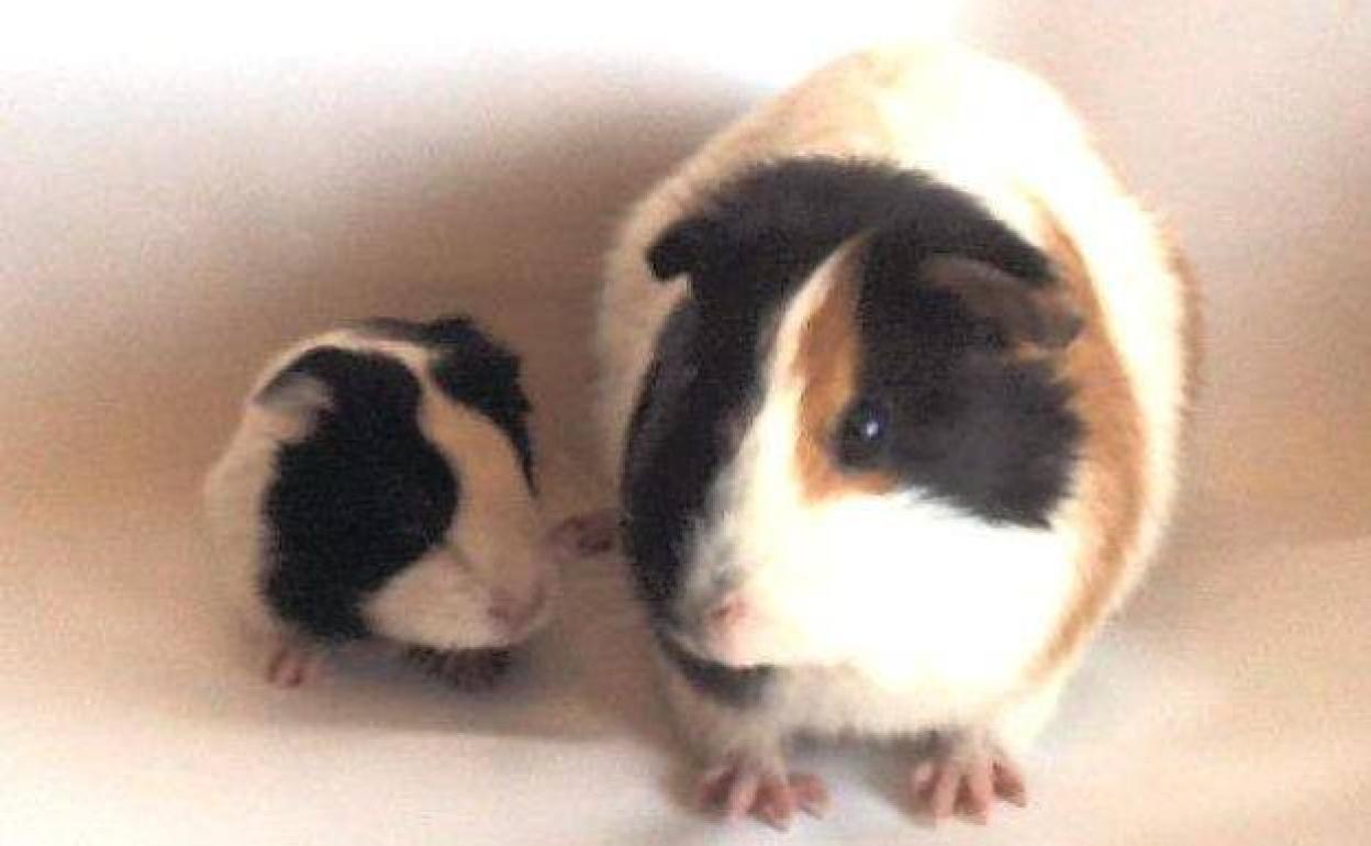 spain-s-new-animal-protection-law-when-will-i-know-whether-i-can-keep